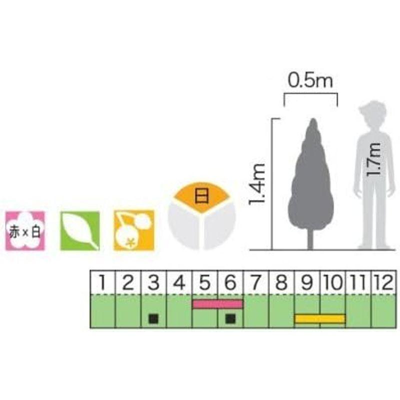 フェイジョア(ロウソク型)　香り　食用可　常緑低木　常緑低木のは果樹苗木です。　香り　苗木　果実　植木　食用可　苗木　植木　果実　フェイジョア(ロウソク型)