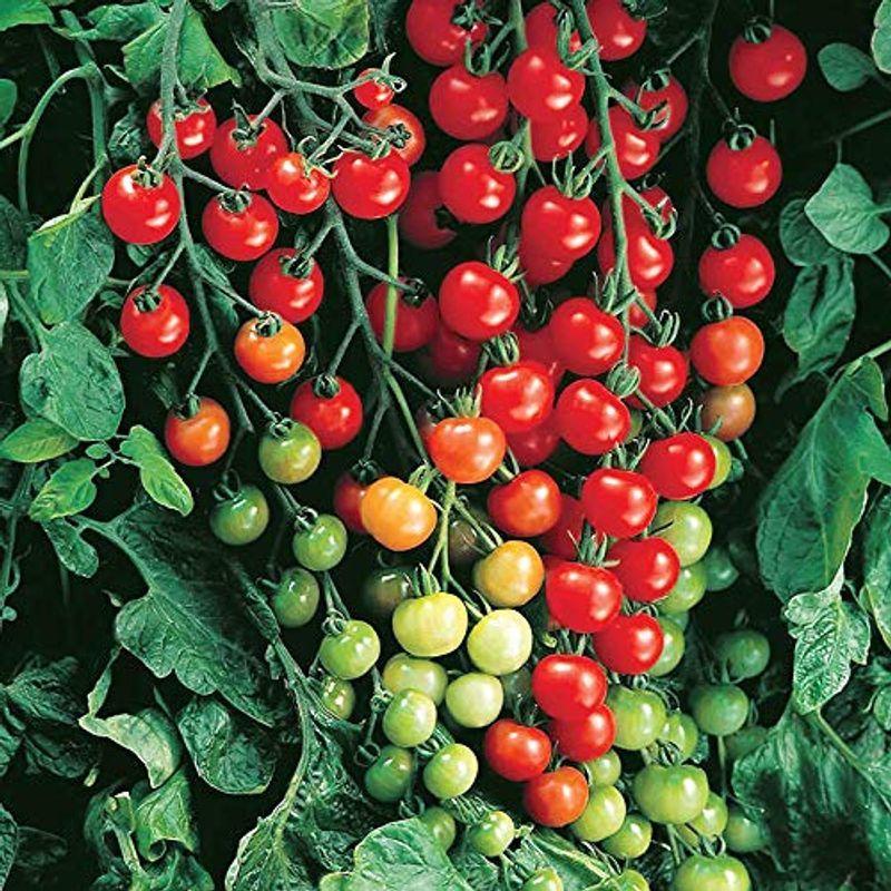 ミニトマト苗 実割れしにくいquot すずなりトマトquot 野菜苗 9cmポット自根苗 2個セット露地で楽々作れ 房長70cmにもなり ダブル トリプル花 最大15 Offクーポン