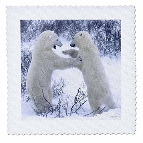 QS _ 45684?VWPics Bears???Polar Bears Fighting。( Ursus Maritimus。チャーチル、カナダ?