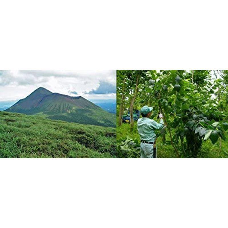 【ラスト1点】 杜仲茶 国産 無農薬 長野県又は熊本県産60g(2g×30パック)×10袋セット 巣鴨のお茶屋さん 山年園 【1888426076】(11895円)