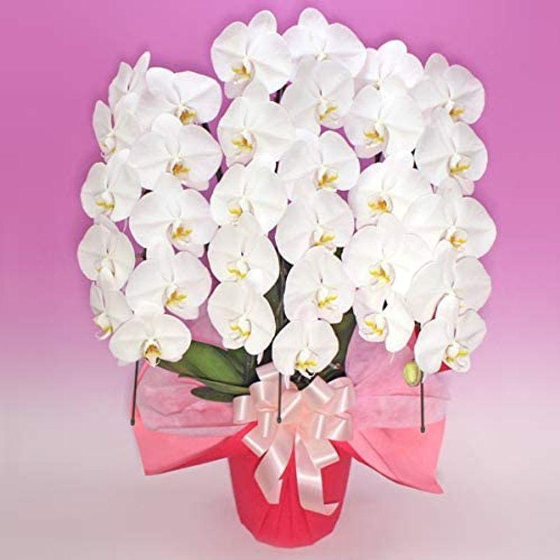 直販大セール ふじみ野ラン園 胡蝶蘭3本立 スタンダードタイプ ラッピングのみ 生花 ご自宅用としても楽しめる花持ち 胡蝶蘭3本立ち 生花 ギフト 当選 たいみお堂 通販 Yahoo ショッピング 買取 値段 Esraapharma Com