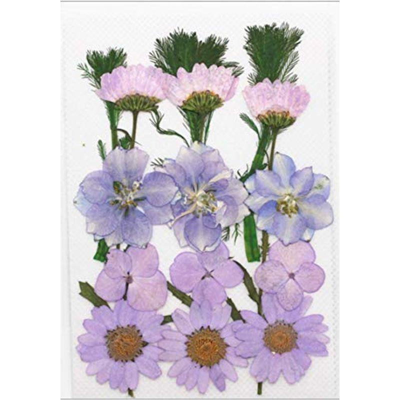 Diy用 押し花 ドライフラワー ブリザードフラワー 薄紫ミックス A6ahyuexcb Superopticas Com