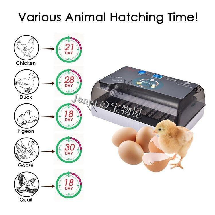 自動孵卵器 インキュベーター 鳥類専用ふ卵器 鶏 にわとり ウズラ あひる 鴨 自動転卵 孵化器 24個入卵 ヒヨコ生まれ 大容量 自動温度制御 照卵器付き 湿度保持 :ty-CFJQ002:中部商会 - 通販 - Yahoo!ショッピング 自動孵卵器 インキュベーター 鳥類専用ふ卵器 鶏 にわとり ウズラ あひる 鴨 自動転卵 孵化器 24個入卵 ヒヨコ生まれ 大容量 自動温度制御 照卵器付き 湿度保持 :ty-CFJQ002:中部商会 - 通販 - Yahoo!ショッピング