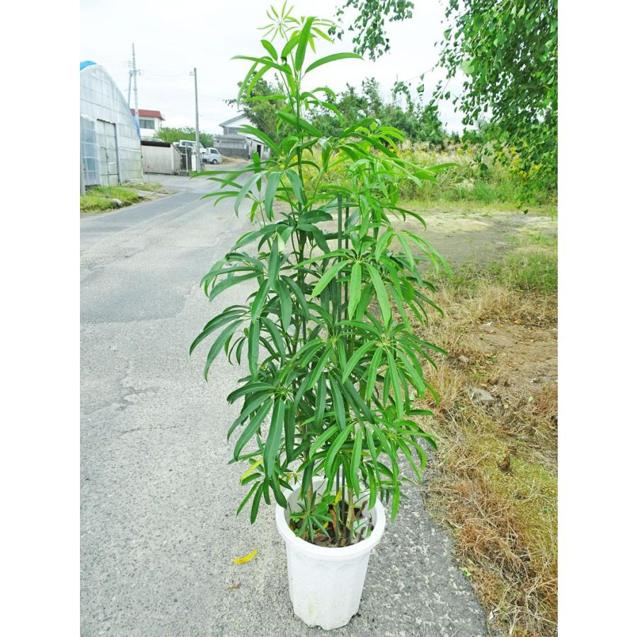 シェフレラ アンガスティフォリア 稀少 160cm前後 10号プラ鉢 癒し系 ガーデニング 新築祝い 引越し祝い 開業祝 開店祝い 移転祝い 誕生日祝い Anngasu1018 1 アジアン ファーム 通販 Yahoo ショッピング