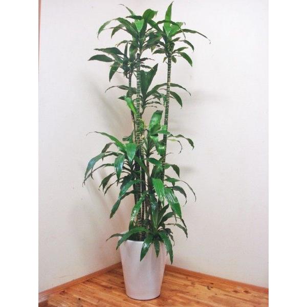 アオワーネッキ 人気の陶器鉢仕立て 170cm前後 10号 Maydayhoustonlaw Com