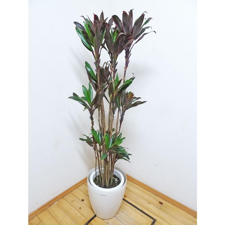 ドラセナコンパクター ボリューム満点 お洒落なレッド ドラセナコンパクター 170cm前後 10号プラ鉢 鉢カバー別売り Dorasenareddo0223 1 アジアン ファーム 通販 Yahoo ショッピング