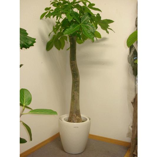 パキラ　朴仕立て（１０号プラ鉢）170cm前後