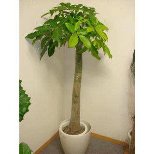 パキラ　朴仕立て（１０号プラ鉢）170cm前後 