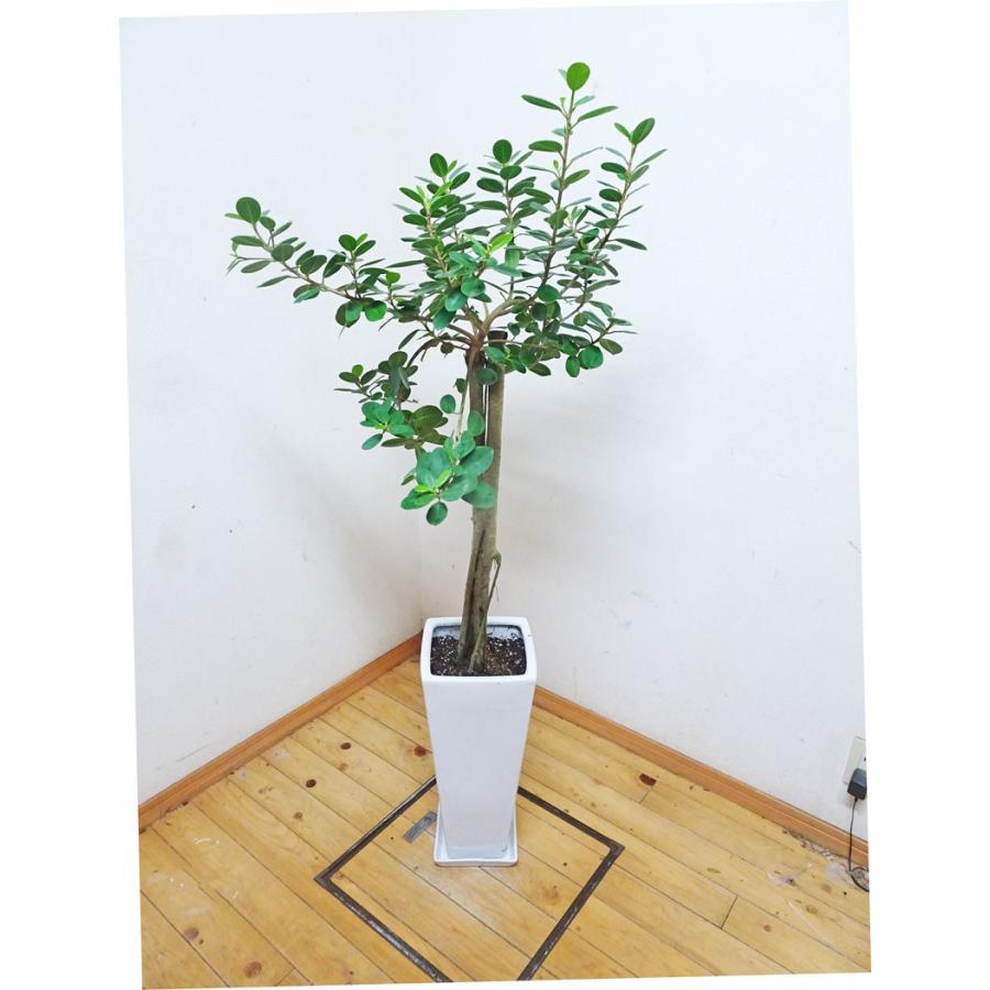 一鉢限定 お洒落なロングスクエア陶器仕立ての小さい丸い葉っぱがカワイイパンダ ガジュマル 145cm 8号 Panda1215 3 アジアン ファーム 通販 Yahoo ショッピング