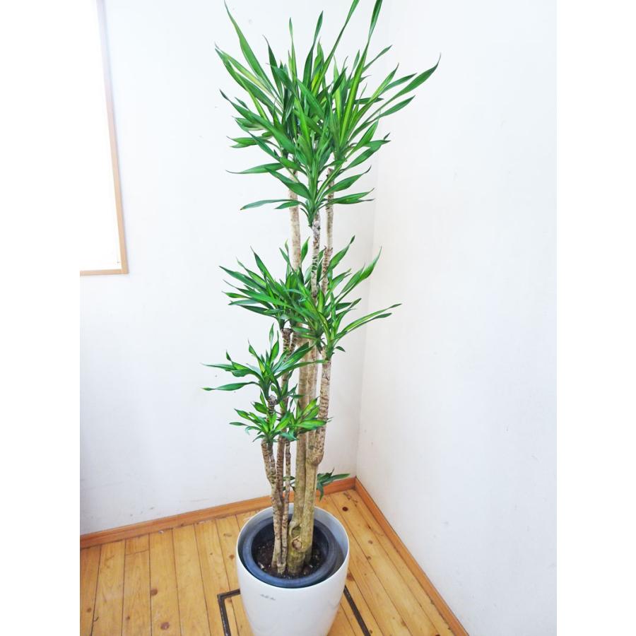 アウトレット送料無料 ドラセナ リッキー 170センチ前後 10号プラ鉢 鉢カバー別売り 驚きの値段 Zoetalentsolutions Com