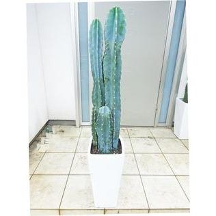 人気特価激安 サボテン レアサイズなスクエア陶器鉢仕立てのトゲなし3株ブルーサボテン 140ｃｍ前後 9号 人気ブランド 100lat Zan Org Pl