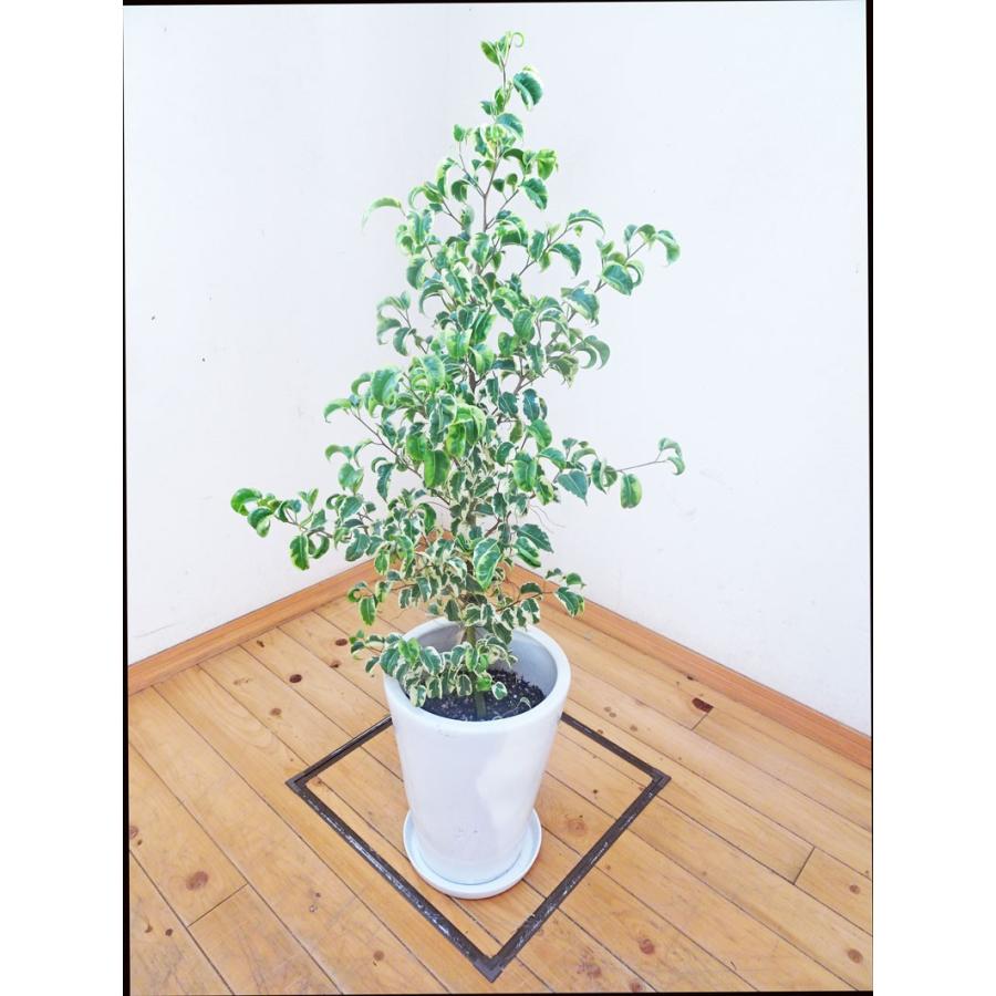 ベンジャミン シタシオン 陶器鉢仕立ての稀少な斑入り 100cm前後 8号鉢 斑入りの珍種ベンジャミン ガーデニング 新築祝い 開業祝 開店祝い 移転祝い Sitasionn1006 1 アジアン ファーム 通販 Yahoo ショッピング