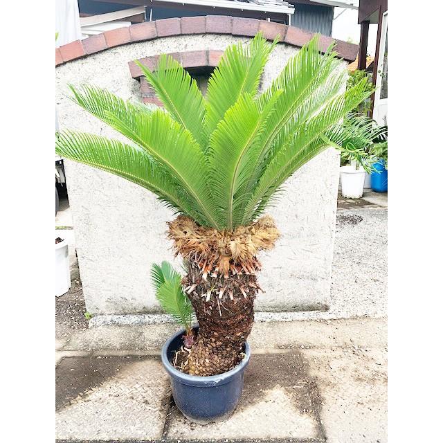 ソテツ140センチ