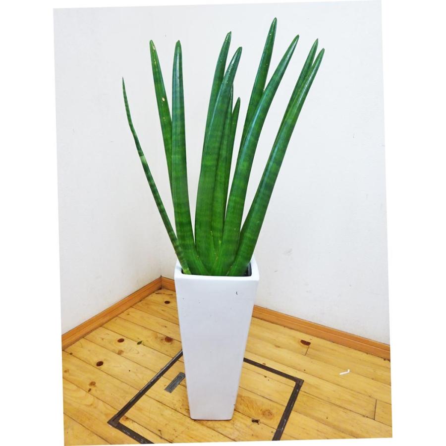 サンスベリア スタッキー ロングスクエア陶器鉢仕立てのボリューム満点 110ｃｍ前後 8号 Mathsurfingakademi Com