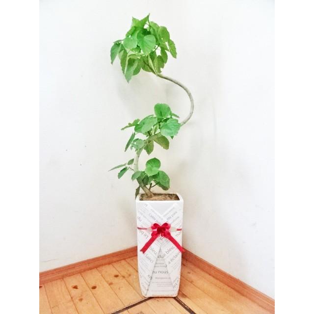 ウンベラータロングスクエア陶器鉢仕立て曲がりのフィカス ウンベラータ 130cm前後 9号 写真のような商品 激安 新作