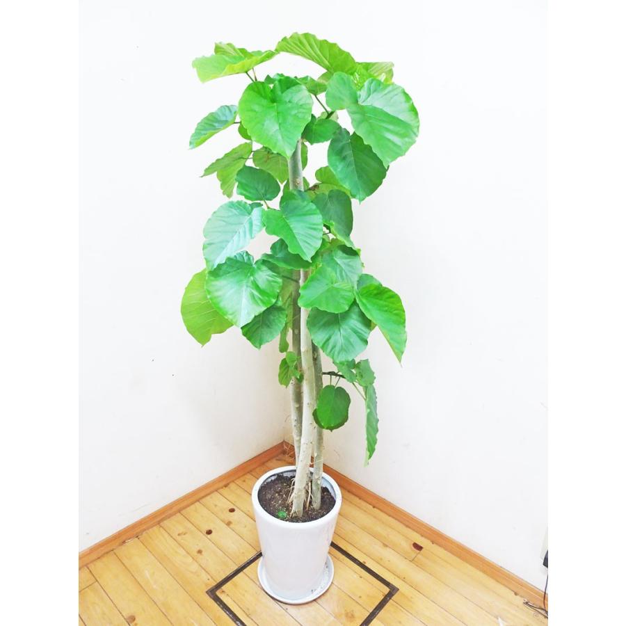 ウンベラータ 人気の陶器鉢仕立てのお洒落な朴フィカス ウンベラータ 160cm前後 10号 Unbe0318 5 アジアン ファーム 通販 Yahoo ショッピング