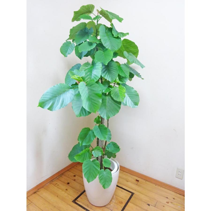 代引不可 ウンベラータ ボリュームたっぷり 170cm前後 10号プラ鉢 鉢カバー別売り Unbe0617 1 アジアン ファーム 通販 Yahoo ショッピング 爆安プライス Www Maxipiso Com Ar