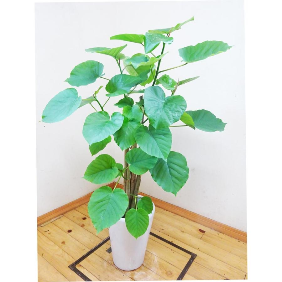 ウンベラータ 人気の陶器鉢仕立てのお洒落な観葉植物 100ｃｍ前後 8号 Unbe0617 2 アジアン ファーム 通販 Yahoo ショッピング