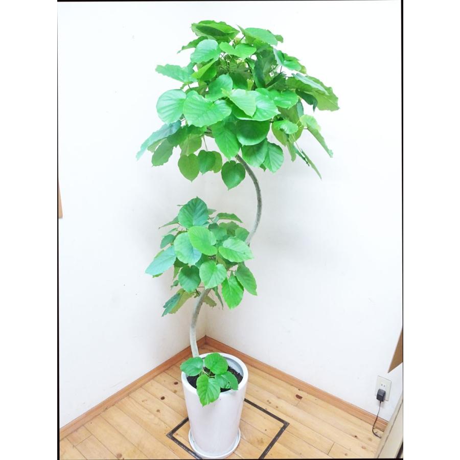 ウンベラータ 陶器鉢仕立て 綺麗な曲がりなフィカス ウンベラータ 170cm前後 10号鉢 写真のような商品をお届けします Unbe1010 4 アジアン ファーム 通販 Yahoo ショッピング
