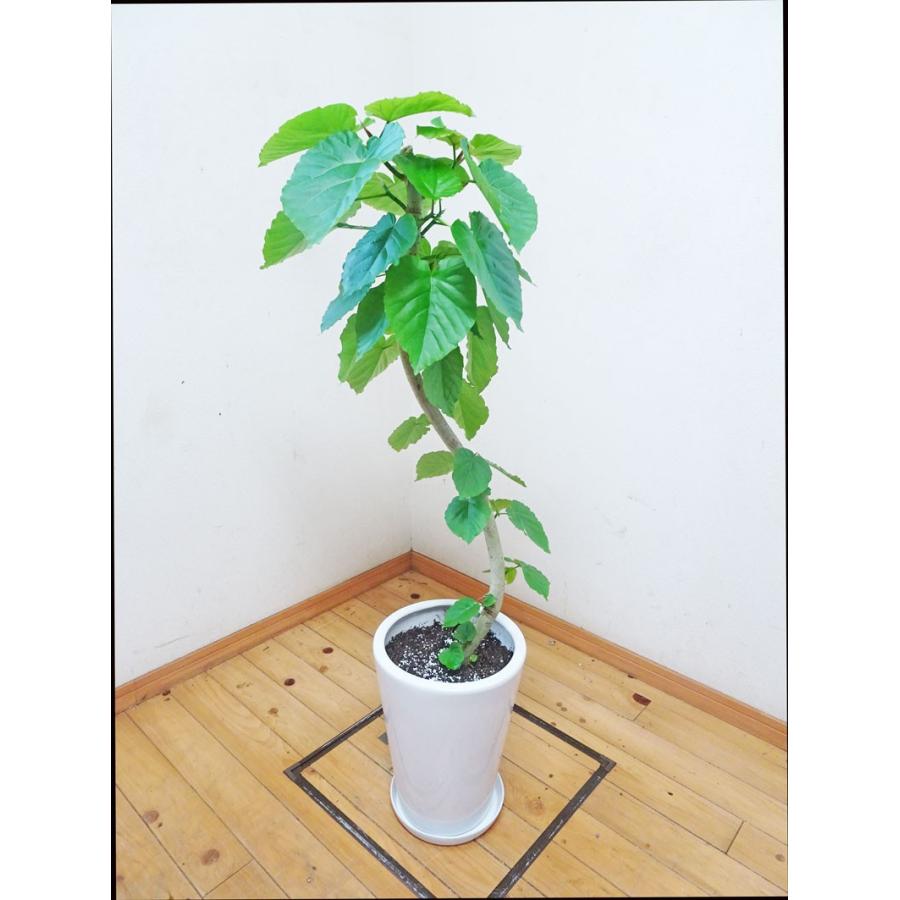 完売 ウンベラータ 陶器鉢仕立ての素敵な樹形のフィカス ウンベラータ 130cm前後 8号鉢 ガーデニング 新築祝 引越し祝 開業祝 開店祝 移転祝 誕生日祝 手数料安い Www Velkeucho Cz