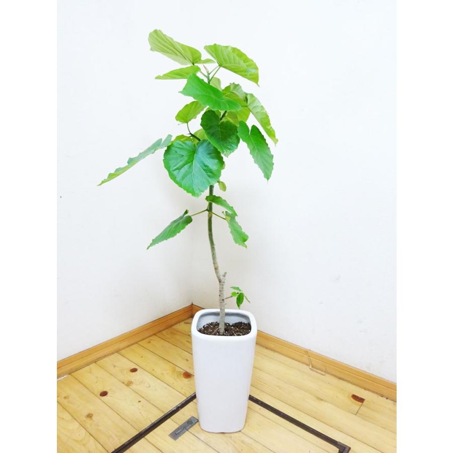 ウンベラータ 人気の陶器鉢仕立ての素敵なフィカス 100cm前後 7号 大特価