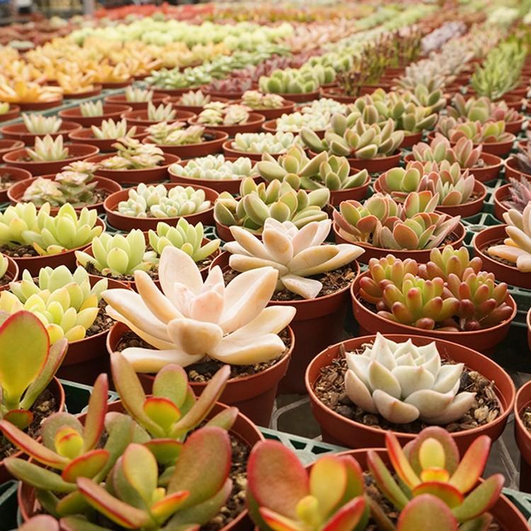 多肉植物 季節のおまかせ10ポットセット 7 5cmポット お試し大特価 敬老の日 ギフト 福岡県産 多肉植物 多肉 観葉植物 寄せ植えに 送料込み Mor Set005 季の香 きのか 通販 Yahoo ショッピング