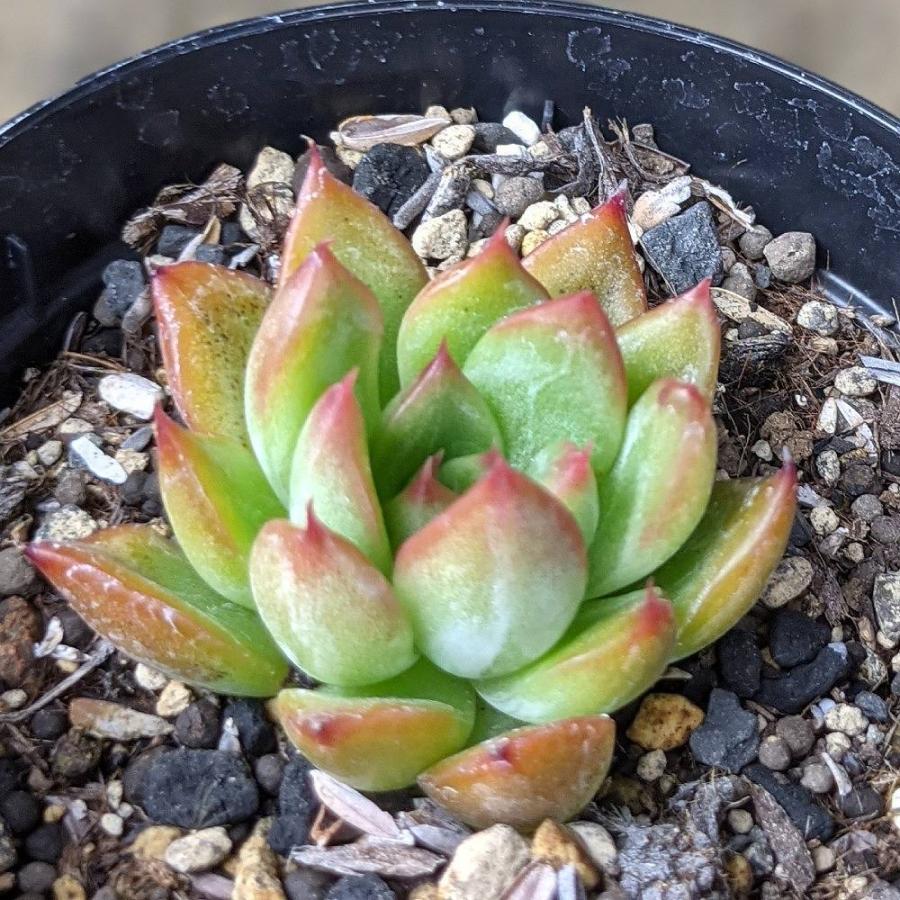 ソウル 7 5cmポット エケベリア Echeveria 福岡県産 多肉植物 多肉 観葉植物 インテリアグリーン 寄せ植えに 低価格で大人気の