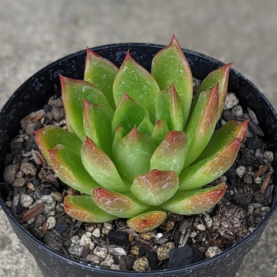ソウル 7 5cmポット エケベリア Echeveria 福岡県産 多肉植物 多肉 観葉植物 インテリアグリーン 寄せ植えに Mor0004 季の香 きのか 通販 Yahoo ショッピング