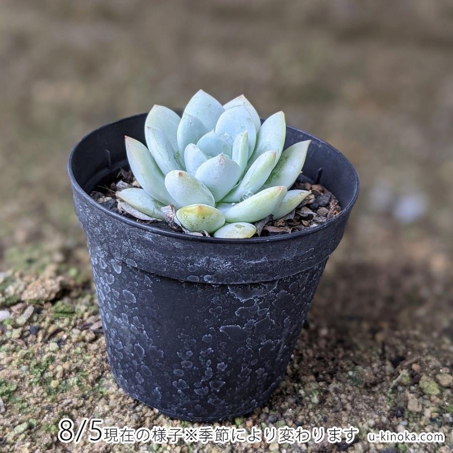 永遠の定番モデル デルル 7 5cmポット エケベリア Echeveria 福岡県産 多肉植物 多肉 観葉植物 インテリアグリーン 寄せ植えに Wantannas Go Id