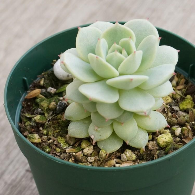 セイヤ 静夜 7 5cmポット エケベリア Echeveria Derenbergii 福岡県産 多肉植物 多肉 観葉植物 インテリアグリーン 寄せ植えに Mor0017 季の香 きのか 通販 Yahoo ショッピング
