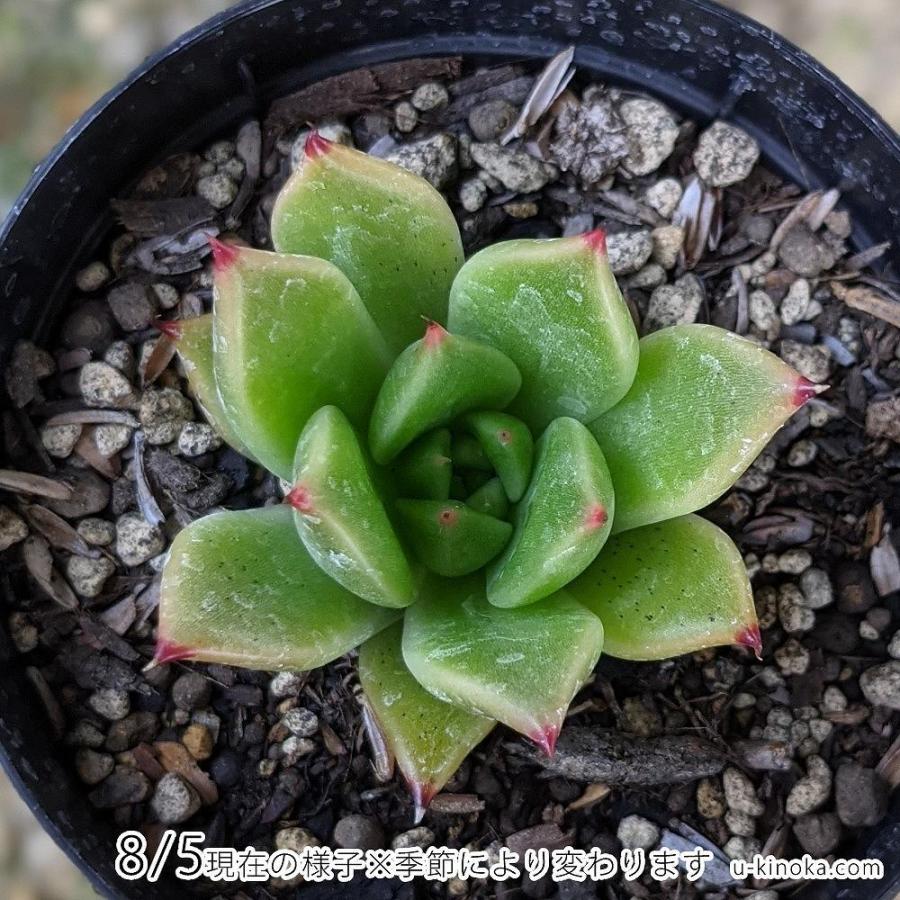 最大 オフ ハロウィン 7 5cmポット エケベリア Echeveria 福岡県産 多肉植物 多肉 観葉植物 インテリアグリーン 寄せ植えに Wantannas Go Id