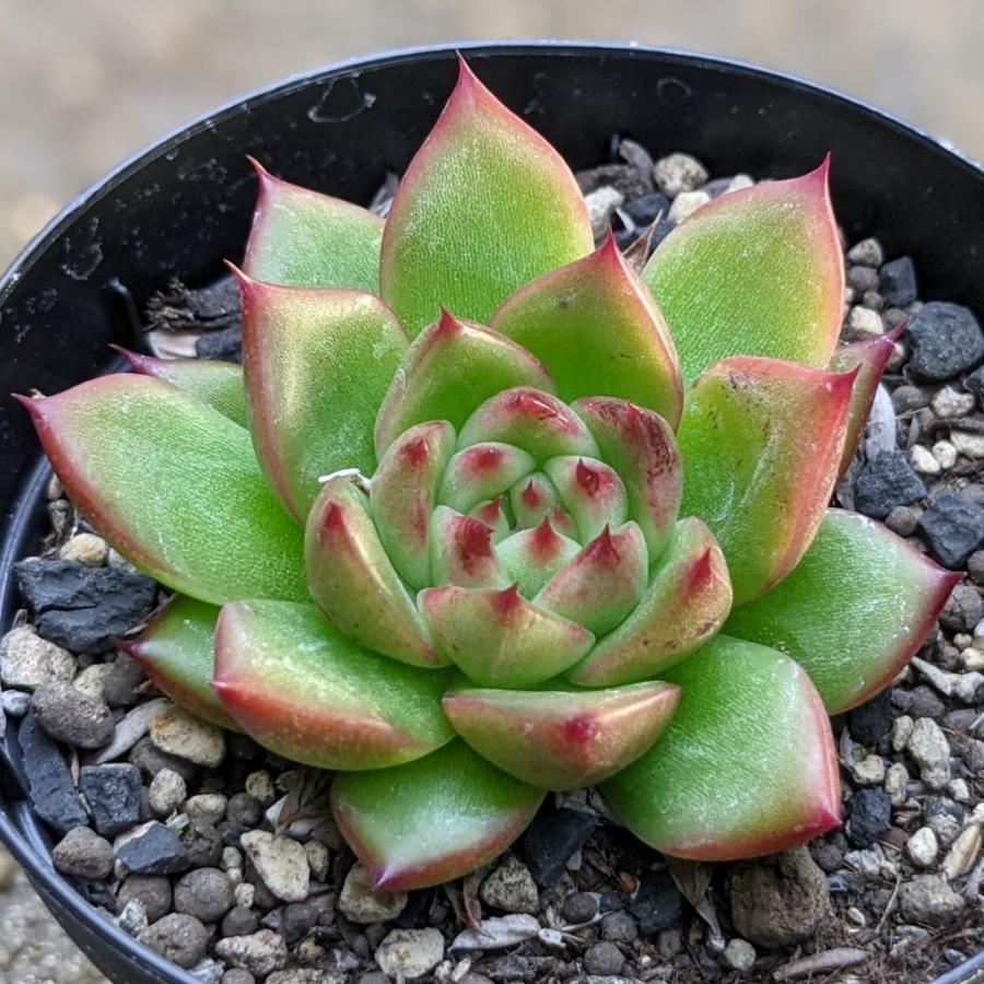 チャールストン 7 5cmポット エケベリア Echeveria Charleston 福岡県産 多肉植物 多肉 観葉植物 インテリアグリーン 寄せ植えに Mor0028 季の香 きのか 通販 Yahoo ショッピング