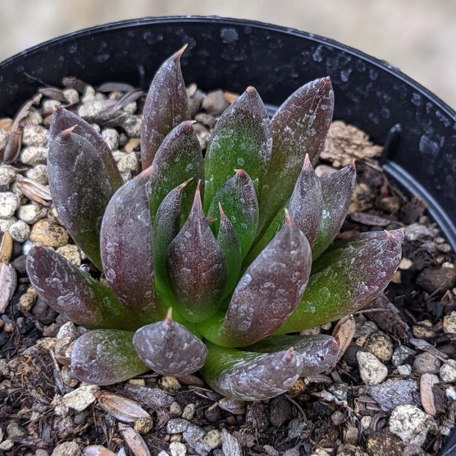 卸直営 ブラックレディー 7 5cmポット エケベリア Echeveria 福岡県産 多肉植物 多肉 観葉植物 インテリアグリーン 寄せ植えに Wantannas Go Id