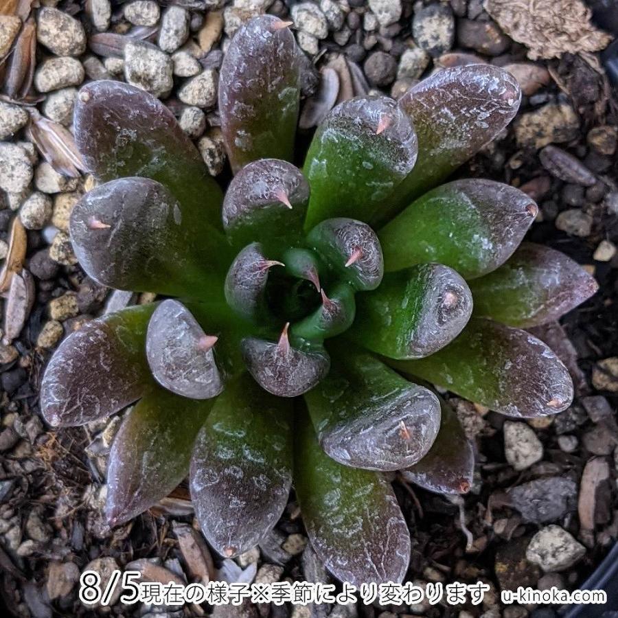 半額 ブラックレディー 7 5cmポット エケベリア Echeveria 福岡県産 多肉植物 多肉 観葉植物 インテリアグリーン 寄せ植えに Wantannas Go Id