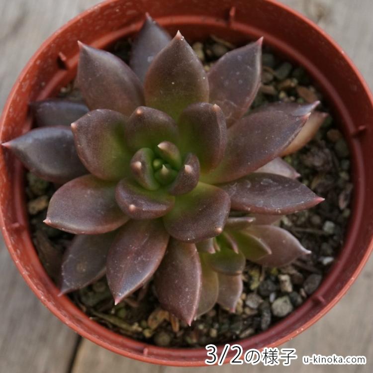 ブラックプリンス 7 5cmポット エケベリア Echeveria Cv Black Prince くろすけ 福岡県産 多肉植物 多肉 観葉植物 インテリアグリーン 寄せ植えに Mor0033 季の香 きのか 通販 Yahoo ショッピング