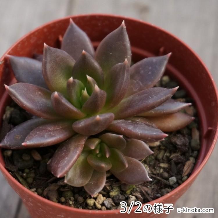 ブラックプリンス 7 5cmポット エケベリア Echeveria Cv Black Prince くろすけ 福岡県産 多肉植物 多肉 観葉植物 インテリアグリーン 寄せ植えに Mor0033 季の香 きのか 通販 Yahoo ショッピング