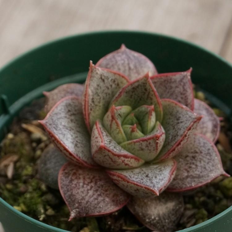 ヤマトニシキ 大和錦 ディオニソス 7 5cmポット エケベリア Echeveria Dionysos 流通種 別名 青大和 福岡県産 多肉植物 多肉 観葉植物 インテリアグリー Mor0043 季の香 通販 Yahoo ショッピング