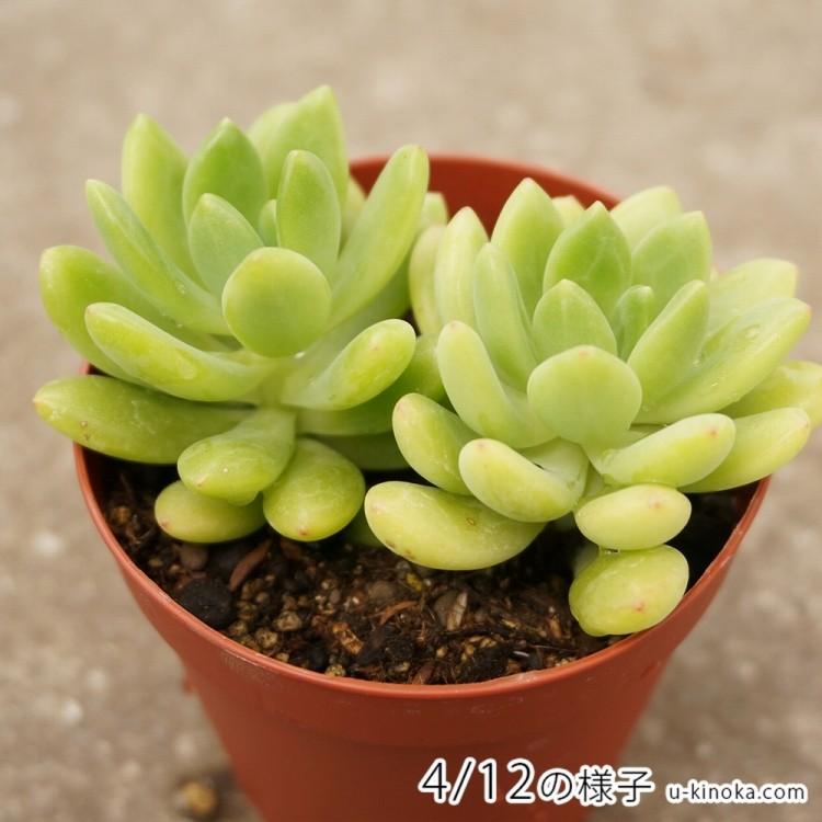 ハルモエ 春萌 7 5cmポット セダム Sedum Alice Evans 福岡県産 多肉植物 多肉 観葉植物 インテリアグリーン 寄せ植えに Mor0049 季の香 通販 Yahoo ショッピング