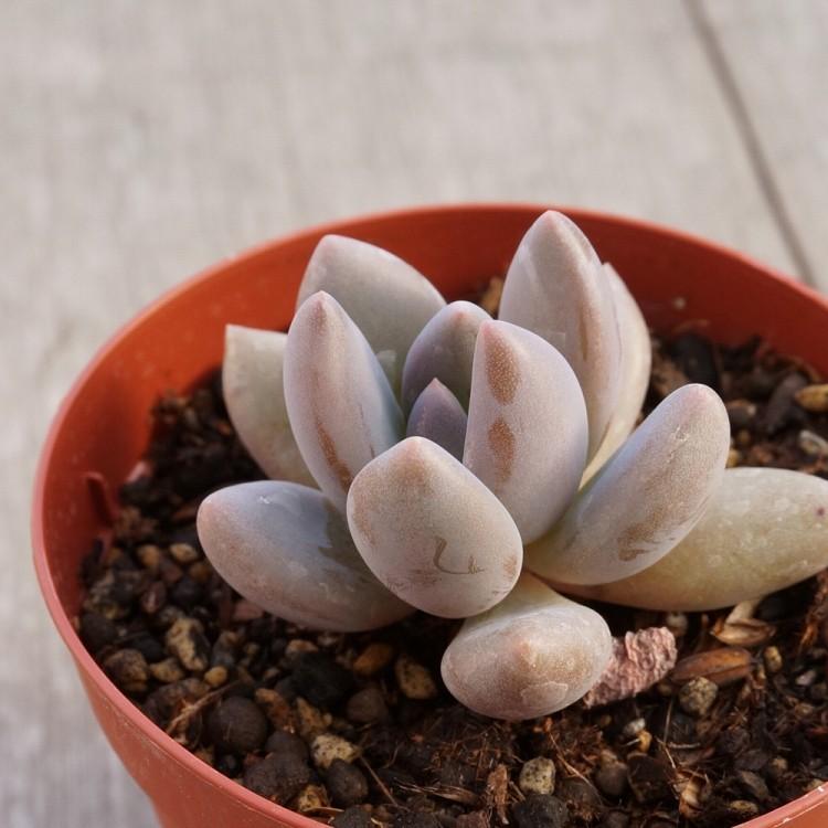 シレイデン 紫麗殿 7 5cmポット パキフィツム Pachyphytum Shireiden 福岡県産 多肉植物 多肉 観葉植物 インテリアグリーン 寄せ植えに Mor0054 季の香 通販 Yahoo ショッピング