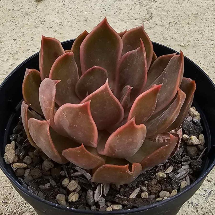 22公式店舗 デローサ 7 5cmポット エケベリア Echeveria 039 Derosa 039 福岡県産 多肉植物 多肉 観葉植物 インテリアグリーン 寄せ植えに