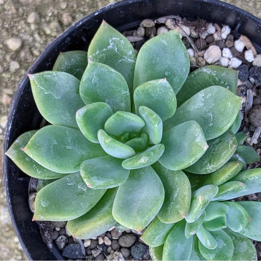 ラズベリーアイスxアガボイデス 7 5cmポット エケベリア Echeveria Raspberry Ice Agavoides 福岡県産 多肉植物 多肉 観葉植物 インテリアグリーン 寄せ植え Mor00 季の香 きのか 通販 Yahoo ショッピング