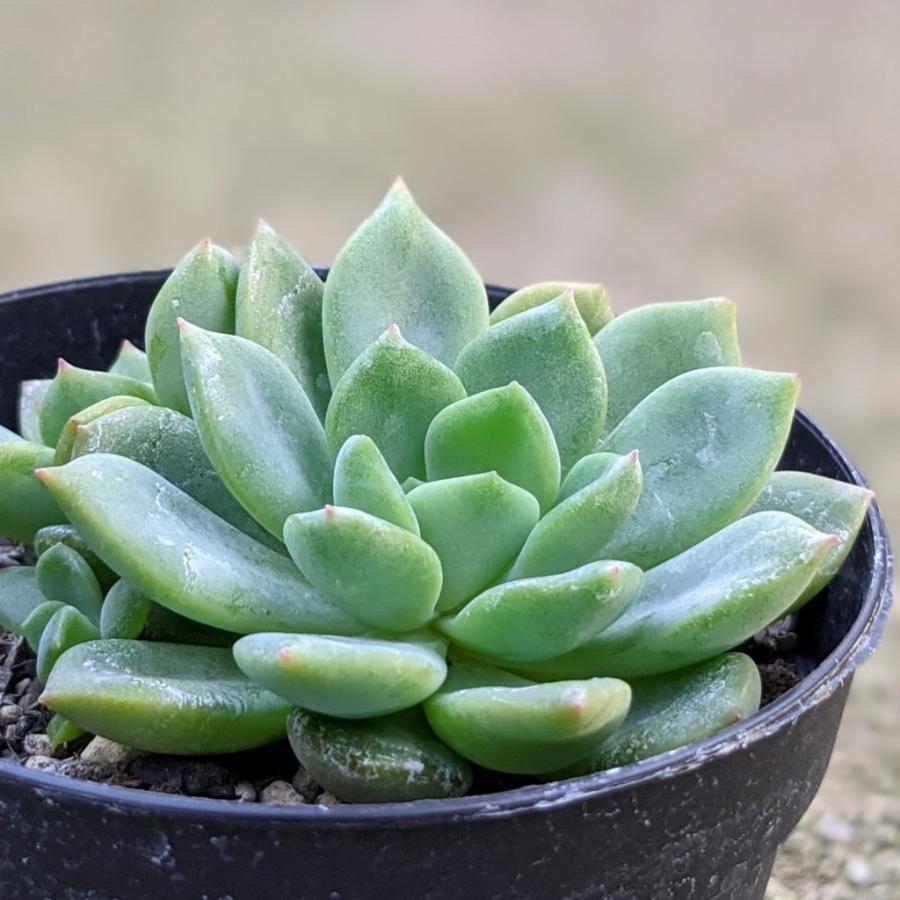 4円 絶対一番安い ラズベリーアイス Tk31 多肉植物 エケベリア おすすめ 特定販売 現物