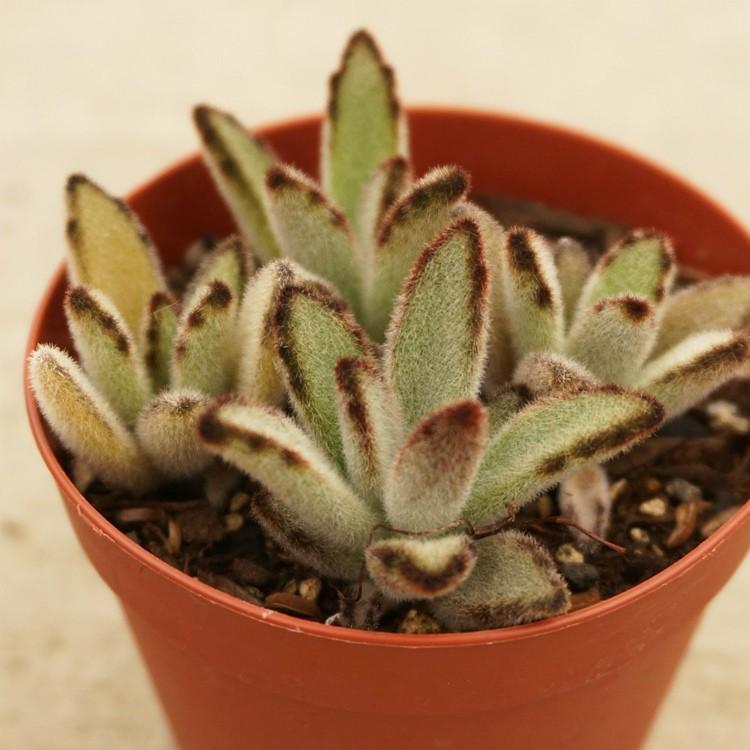 クロトジ 黒兎耳 7 5cmポット カランコエ Kalanchoe Tomentosa F Nigromarginatas 福岡県産 多肉植物 多肉 観葉植物 インテリアグリーン 寄せ植えに Mor0087 季の香 通販 Yahoo ショッピング