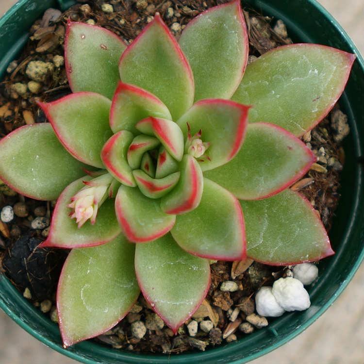 クリスマスイブ 7 5cmポット エケベリア Echeveria Christmas Eve クリスマス イブ 福岡県産 多肉植物 多肉 観葉植物 インテリアグリーン 寄せ植えに 最高の
