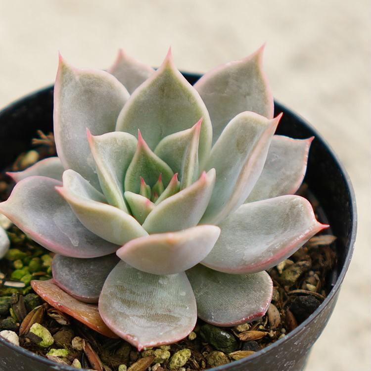 最大 Offクーポン リラシナxアガボイデス 7 5cmポット エケベリア Echeveria Lilacina Agavoides 福岡県産 多肉植物 多肉 観葉植物 インテリアグリーン 寄せ植えに Wantannas Go Id