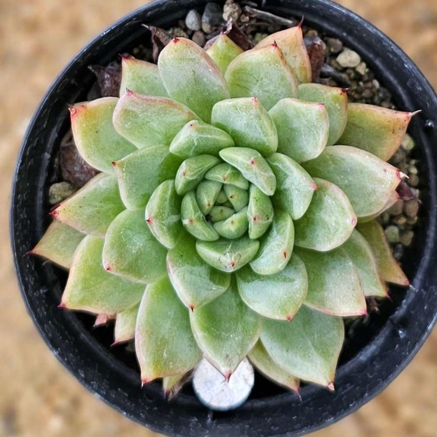 アルフレッドムーンフェアリー 7 5cmポット エケベリア Echeveria Alfred Moon Fairy 福岡県産 多肉植物 多肉 観葉植物 インテリアグリーン 寄せ植えに Mor0136 季の香 きのか 通販 Yahoo ショッピング
