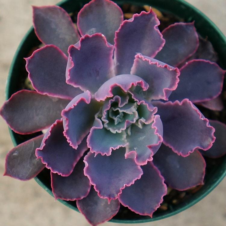 ネオンブレーカーズ 7.5cmポット エケベリア Echeveria #039;Neon Breakers#039; 福岡県産 多肉植物 多肉 観葉植物 インテリアグリーン 寄せ植えに