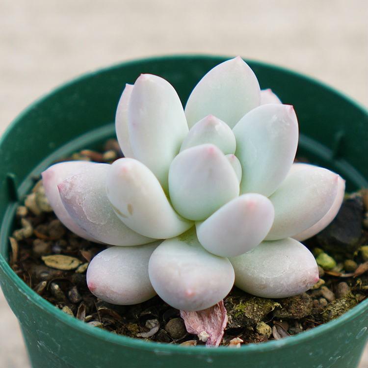 フレーヌ 7 5cmポット パキフィッツム Pachyphytum Glutinicaule 福岡県産 多肉植物 多肉 観葉植物 インテリアグリーン 寄せ植えに 男性に人気
