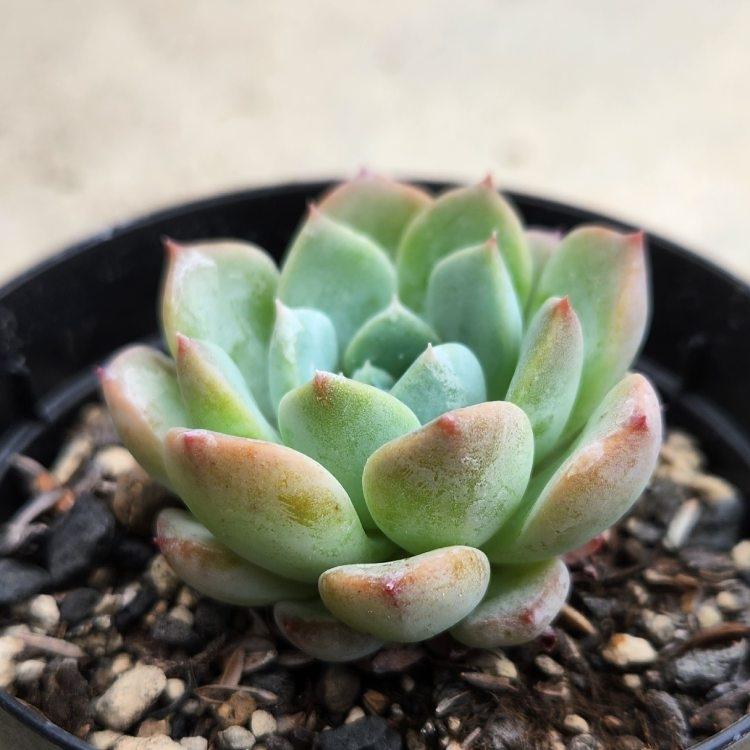 オリオン 7 5cmポット エケベリア Echeveria Orion 福岡県産 多肉植物 多肉 観葉植物 インテリアグリーン 寄せ植えに Mor0152 季の香 きのか 通販 Yahoo ショッピング