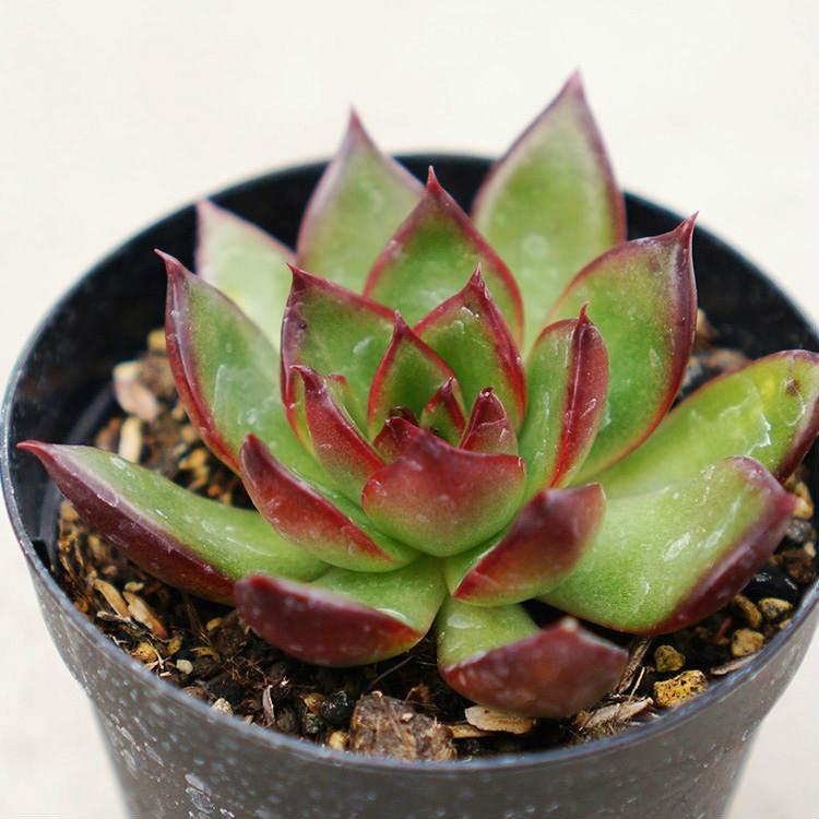 ルブラ 7 5cmポット エケベリア Echeveria Rubra アガボイデス 福岡県産 多肉植物 多肉 観葉植物 インテリアグリーン 寄せ植えに Mor0175 季の香 きのか 通販 Yahoo ショッピング